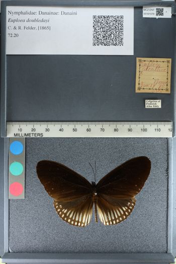 Media type: image;   Entomology 161079